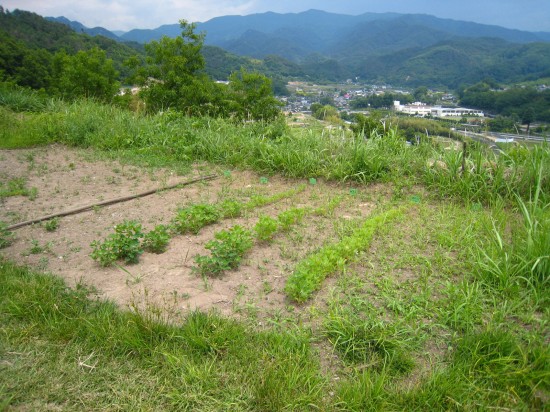 キヌア栽培